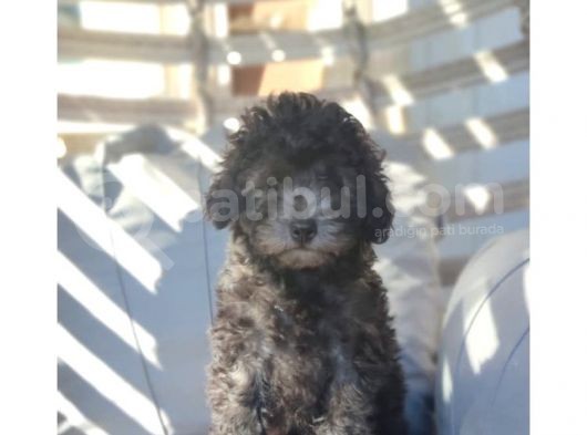 Safkan Toypoodle görsel