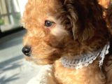 2 Aylik Erkek Toy Poodle