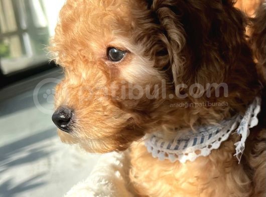 2 Aylik Erkek Toy Poodle görsel