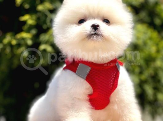 Safkan Pomeranian Boo Yavrularımız görsel
