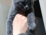 Safkan Anne Baba Aynı Irk