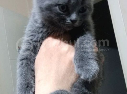 Safkan Anne Baba Aynı Irk görsel