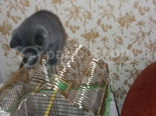 Safkan Anne Baba Aynı Irk görsel