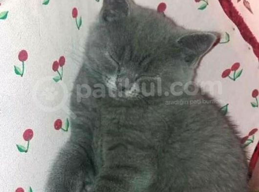 Safkan Anne Baba Aynı Irk görsel