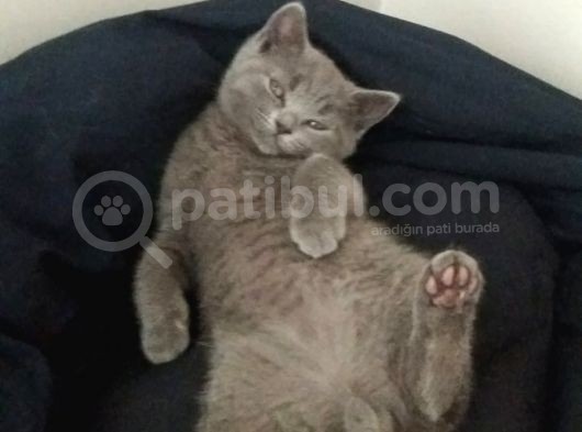 Safkan Anne Baba Aynı Irk görsel