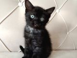 Yavru British Shorthair