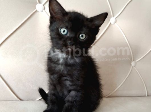 Yavru British Shorthair