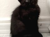 Yavru British Shorthair