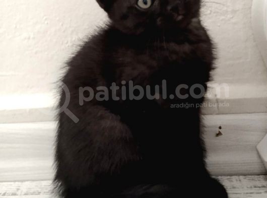 Yavru British Shorthair görsel