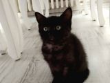 Yavru British Shorthair