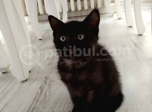 Yavru British Shorthair görsel