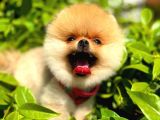 İki Adet Irk Garantili Dişi Saf Pomeranian Boo Yavrularımız