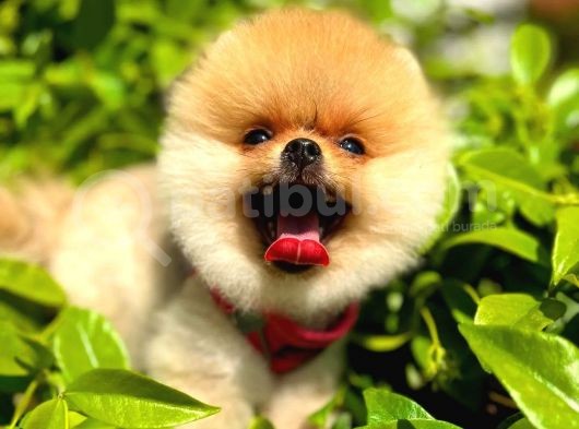 İki Adet Irk Garantili Dişi Saf Pomeranian Boo Yavrularımız görsel