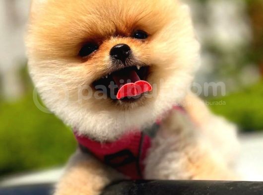 İki Adet Irk Garantili Dişi Saf Pomeranian Boo Yavrularımız görsel