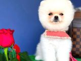 İki Adet Irk Garantili Dişi Saf Pomeranian Boo Yavrularımız