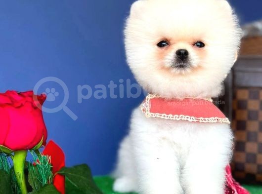 İki Adet Irk Garantili Dişi Saf Pomeranian Boo Yavrularımız görsel