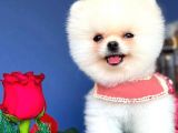İki Adet Irk Garantili Dişi Saf Pomeranian Boo Yavrularımız