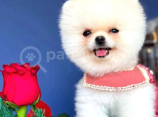İki Adet Irk Garantili Dişi Saf Pomeranian Boo Yavrularımız