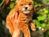 Irk Güzeli Dişi Ve Erkek Red Toy Poodle Yavrularım