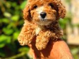 Irk Güzeli Dişi Ve Erkek Red Toy Poodle Yavrularım