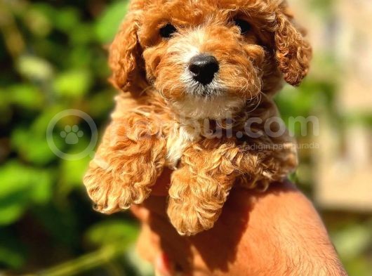 Irk Güzeli Dişi Ve Erkek Red Toy Poodle Yavrularım görsel