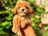 Irk Güzeli Dişi Ve Erkek Red Toy Poodle Yavrularım