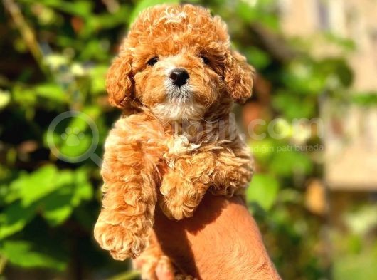 Irk Güzeli Dişi Ve Erkek Red Toy Poodle Yavrularım görsel