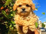 Irk Güzeli Dişi Ve Erkek Red Toy Poodle Yavrularım