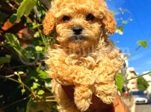 Irk Güzeli Dişi Ve Erkek Red Toy Poodle Yavrularım