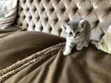 Nadir Bulunan Kırcıllı British Shorthair