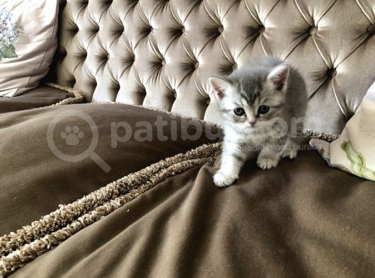 Nadir Bulunan Kırcıllı British Shorthair görsel