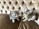 Nadir Bulunan Kırcıllı British Shorthair