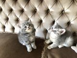 Nadir Bulunan Kırcıllı British Shorthair