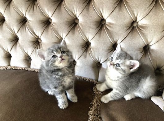 Nadir Bulunan Kırcıllı British Shorthair görsel