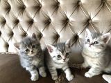Nadir Bulunan Kırcıllı British Shorthair
