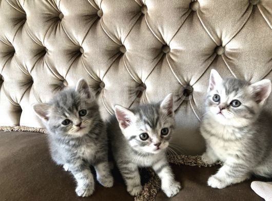 Nadir Bulunan Kırcıllı British Shorthair görsel