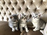 Nadir Bulunan Kırcıllı British Shorthair