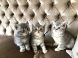 Nadir Bulunan Kırcıllı British Shorthair