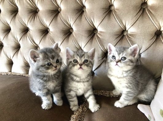 Nadir Bulunan Kırcıllı British Shorthair görsel