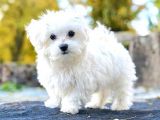 Maltese Terrier Bebeklerımız