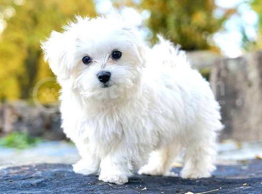 Maltese Terrier Bebeklerımız görsel