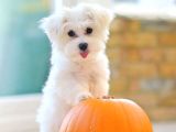 Maltese Terrier Yavrularımız