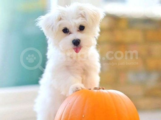 Maltese Terrier Yavrularımız