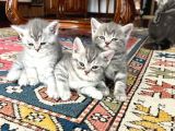 Nadir Bulunan Kırcıllı British Shorthair