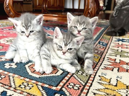 Nadir Bulunan Kırcıllı British Shorthair görsel