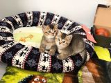 2 Adet Erkek  Scotish Stranght Golden Black Shaded Yeni̇ Yuvalarina Gi̇tmeye Hazir Herkesi̇n Bi̇r Kedi̇si̇ Olmali