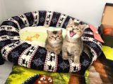 2 Adet Erkek  Scotish Stranght Golden Black Shaded Yeni̇ Yuvalarina Gi̇tmeye Hazir Herkesi̇n Bi̇r Kedi̇si̇ Olmali