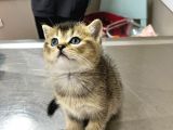 2 Adet Erkek  Scotish Stranght Golden Black Shaded Yeni̇ Yuvalarina Gi̇tmeye Hazir Herkesi̇n Bi̇r Kedi̇si̇ Olmali