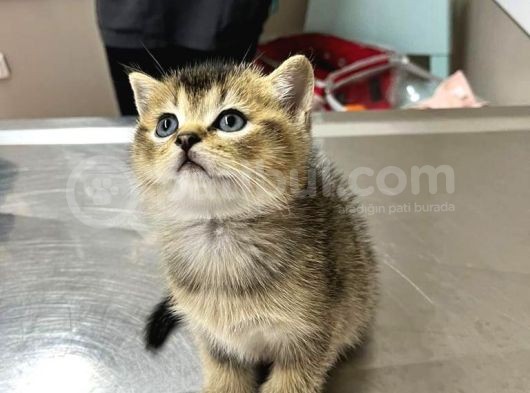 2 Adet Erkek  Scotish Stranght Golden Black Shaded Yeni̇ Yuvalarina Gi̇tmeye Hazir Herkesi̇n Bi̇r Kedi̇si̇ Olmali görsel