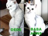 2 Adet Erkek  Scotish Stranght Golden Black Shaded Yeni̇ Yuvalarina Gi̇tmeye Hazir Herkesi̇n Bi̇r Kedi̇si̇ Olmali